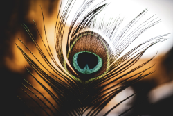 Peacock Feather Pictures | Download Free Images on Unsplash