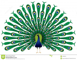 61+ Peacock Clip Art | ClipartLook