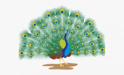 Peacock Clipart Peacock Dance - Peacock With White ...