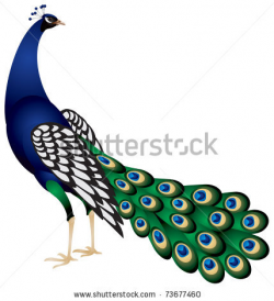 Peacock in vector, the Indian | Clipart Panda - Free Clipart ...
