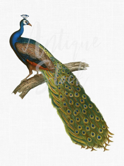 Bird Clip Art Vintage Peacock Image 'Indian Peafowl' Digital Download  Illustration for Scrapbooking, Collages, Invitations, Card Making...