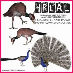 4 Real! 4 Realistic Peacock & Peahen Clip Art Images from Away With The  Pixels