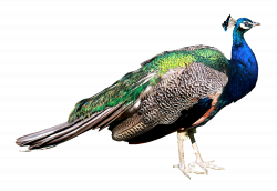Peacock Clipart peahen - Free Clipart on Dumielauxepices.net