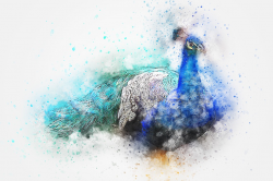 Free Drawn Pixel Art peacock, Download Free Clip Art on ...
