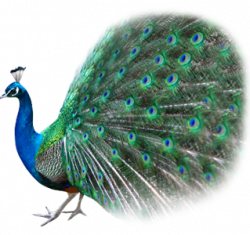 Peacock Transparent PNG Pictures - Free Icons and PNG ...