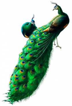 Peacocks PNG Clipart | Gallery Yopriceville - High-Quality ...