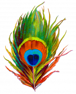 Peacock Feather Png & Peacock Feather Png Transparent Images #1170 ...