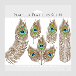 Peacock feather clipart - peacock clip art, feathers, brown ...