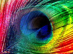 Rainbow, peacock, feather, colourful,photography | The ...