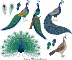 Peacock free vector download (150 Free vector) for ...