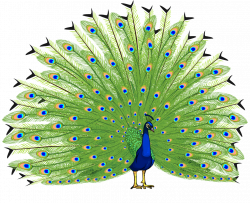 peacock english