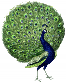 Gorgeous Vintage Peacock Images - The Graphics Fairy