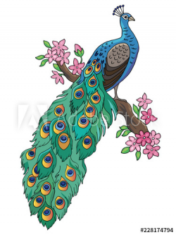 Peacock sitting on a flowering branch of magnolia isolated ...