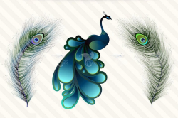 Peacock Clipart - Elegant Peacock PNG and Vector Clip art Set, digital  peacock Instant Download commercial use