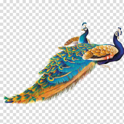 Two multicolored peacocks , Bird Peafowl Feather, peacock ...