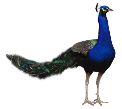 Peacock PNG images free download