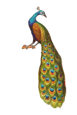 Free Peacock Clipart | Free download best Free Peacock ...
