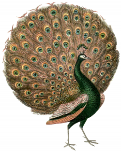 Gorgeous Vintage Peacock Images - The Graphics Fairy
