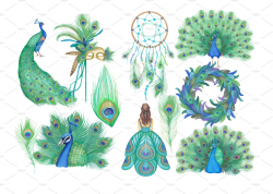 Peacock Clipart Images by Whimseez