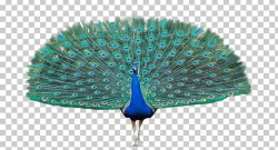 Peacock Open Wings PNG, Clipart, Animals, Birds, Peacocks ...