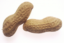 Georgia Peanut Clipart