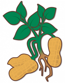 Peanut plant images clipart images gallery for free download ...