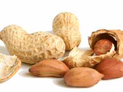 Peanut Cliparts Free Download Clip Art - carwad.net