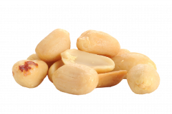Peanut Raw foodism Legume - peanuts png download - 2048*1362 ...