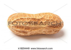 Raw peanut clipart image jpg - Clipartix