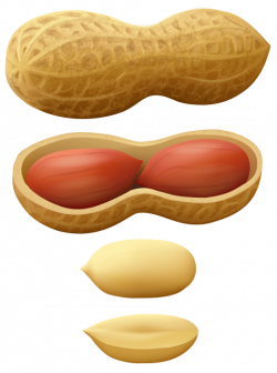 peanuts png - Free PNG Images | TOPpng