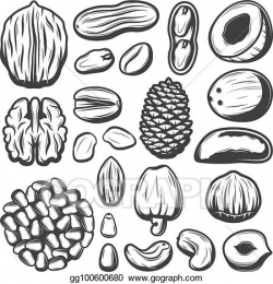Vector Clipart - Vintage organic nuts collection. Vector ...