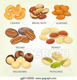 Vector Illustration - Brazil nuts and cashew fruit seeds ...