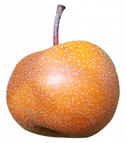 Asian Pear PNG Image - PurePNG | Free transparent CC0 PNG Image Library