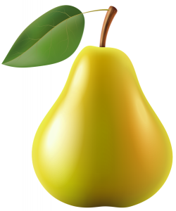 Pear Clip art - pear png download - 499*600 - Free ...