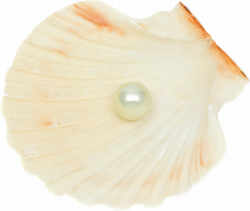 Seashell PNG images free download