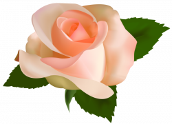 beautiful rose png - Free PNG Images | TOPpng