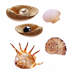 Sea creatures png, natural pearl png
