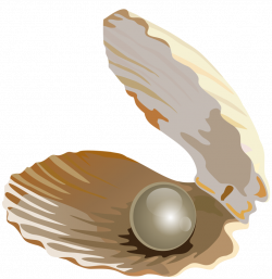 Seashell Pearl Download Jewellery - Pearl shell 778*800 transprent ...