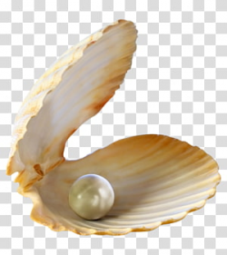 Pearl in shell, Oyster Pearl Seashell , pearl transparent ...