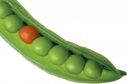 Pea PNG images free download