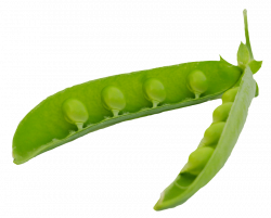 green peas pods png - Free PNG Images | TOPpng