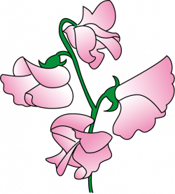 Sweet Pea Flower Clipart