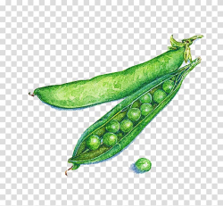 Green peas illustration, Pea Illustrator Watercolor painting ...