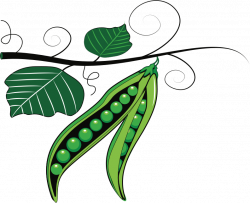 Pea plant images clipart images gallery for free download ...