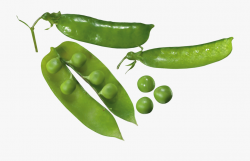 Pea Png - Pea Plant Transparent Background #169175 - Free ...