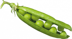 pea png - Free PNG Images | TOPpng