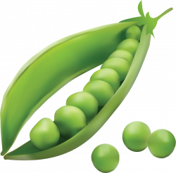 HD Peas Clipart - Seed Dispersal By Explosion Peas ...