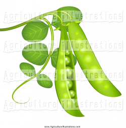 Agriculture Clipart of 3d Peas on a Vine by Oligo - #788