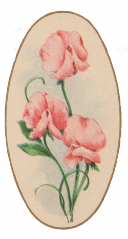 Leaping Frog Designs: Sweet Pea Vintage Free PNG Image