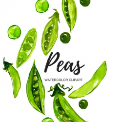 Peas clipart - watercolor clipart - food clipart - vegetable clipart -  commercial use.